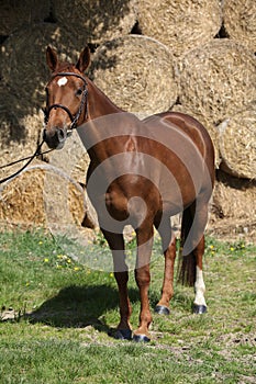 Nice brown horse with white star on head