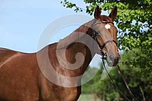 Nice brown horse with white star on head