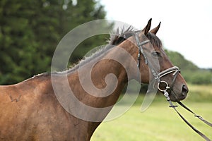 Nice brown purebred horse