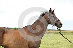 Nice brown purebred horse