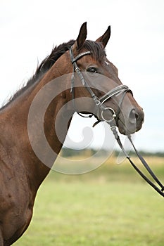 Nice brown purebred horse