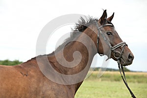 Nice brown purebred horse