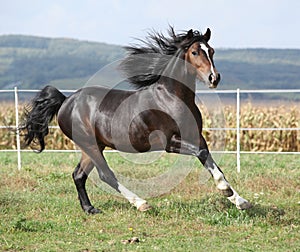 Nice brown stallion with long mane running