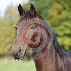 Nice brown warmblood with black mane