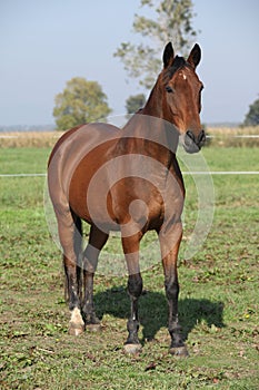 Nice brown warmblood standing in autumn