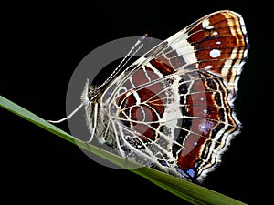 Nice butterfly