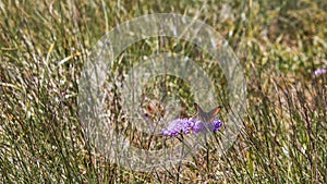 A nice butterfly on a flower