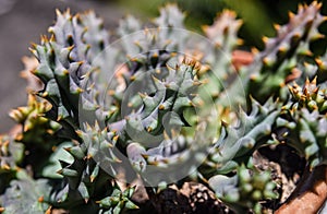 Nice cactus in earthenware flower pot