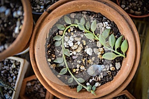 Nice cactus in earthenware flower pot