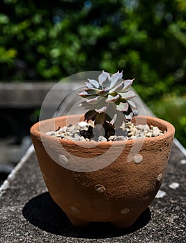 Nice cactus in earthenware flower pot