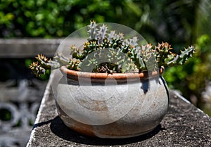 Nice cactus in earthenware flower pot