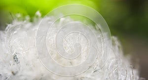Nice cactus flower macro shot