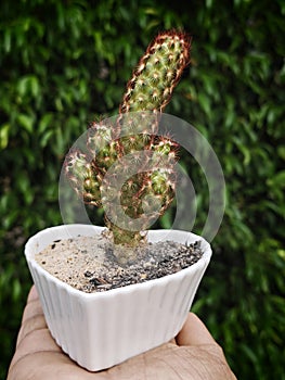 Nice cactus , indoor pant, beautiful plant 2year old cactus plant
