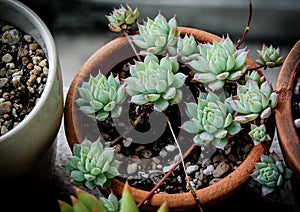 Nice cactus in vase