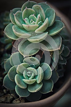 Nice cactus in vase