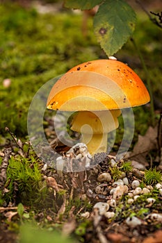 Nice caesars mushroom in autumn forest