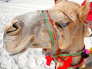 Nice Calm Camel