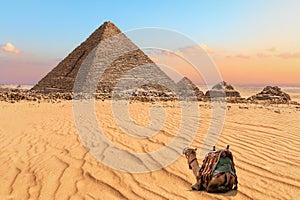 Nice camel resting near the Pyramid of Menkaure in Giza, Egypt