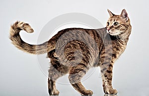 Nice cat full body in gray studio