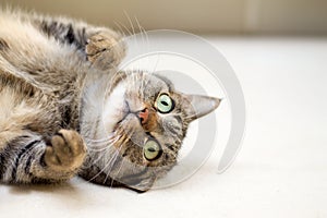 Nice cat playing lying on the ground