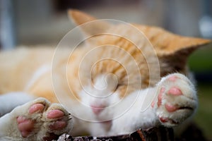 Nice cat relaxing on a piece of wood on the huge garden