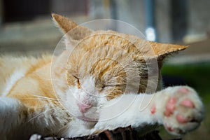 Nice cat relaxing on a piece of wood on the huge garden