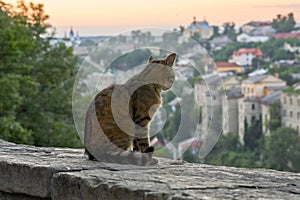 Nice cat views the old city at sunset