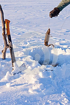 Nice catch of Lingcod