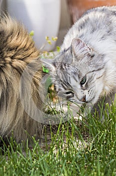 Nice cats eating outdoor, siberian purebred male pet