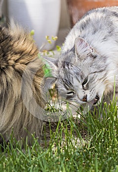 Nice cats eating outdoor, siberian purebred male pet