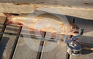 Nice Caught Brook Trout