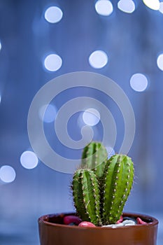 Nice cereus cactus in clay pot