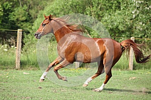 Nice chestnut arabian horse running in paddock