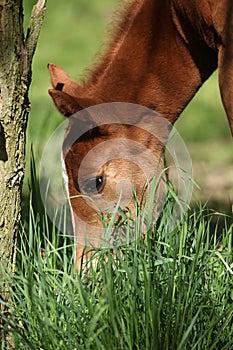 Nice chestnut foal in spring