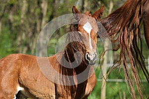 Nice chestnut foal in spring