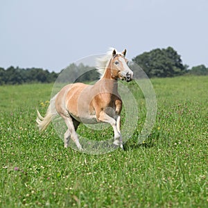 Nice chestnut horse with blond mane running in nature