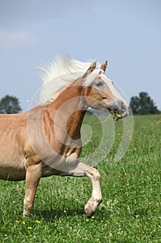 Nice chestnut horse with blond mane running in nature