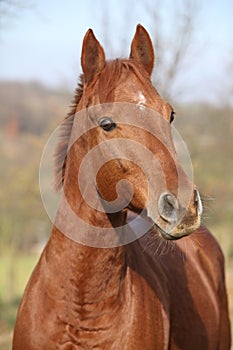 Nice chestnut horse looking at you