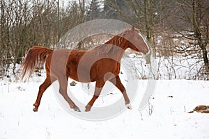 Nice chestnut horse running in winter