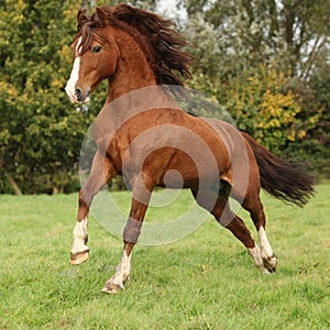 Nice chestnut welsh pony stallion jumping