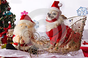 Nice chihuahua dressed as Santa Claus. photo