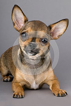 Nice chihuahua puppy portrait