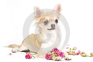 nice chihuahua puppy with roses photo