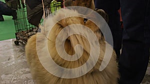 Nice Chow Chow dog waiting for treats and looking at owner, fluffy purebred pet