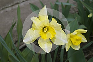 Nice Clorful spring flowers in the sunshine