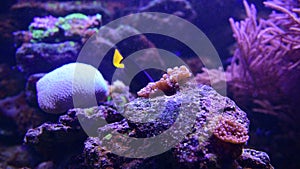 Nice close up 4k video of color sea anemones on rocks in salt water aquarium