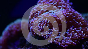 Nice close up 4k video of color sea anemones on rocks in salt water aquarium