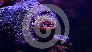 Nice close up 4k video of color sea anemones on rocks in salt water aquarium