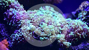 Nice close up 4k video of color sea anemones on rocks in salt water aquarium