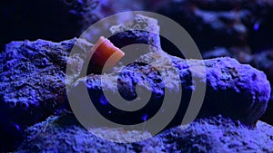 Nice close up 4k video of color sea anemones on rocks in salt water aquarium